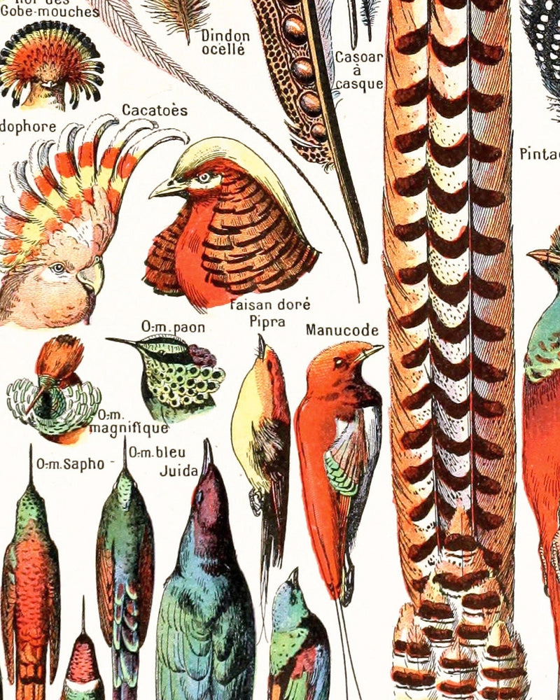 French Plumes Art Print ~ Vintage Feathers and Birds Poster 11 x 14