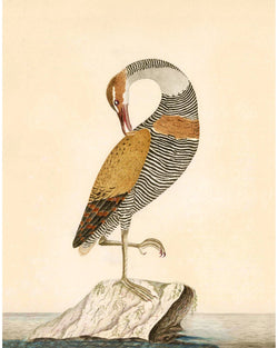 Natural History Audubon Aviary Water Bird Art Print 11 x 14