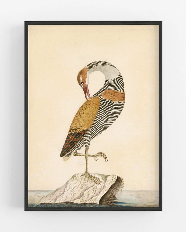 Natural History Audubon Aviary Water Bird Art Print 11 x 14